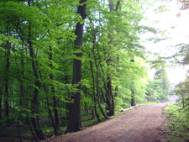 Forêt domaniale de Bon-Secours 